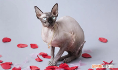 英短掉毛，什么猫不掉毛好养排名