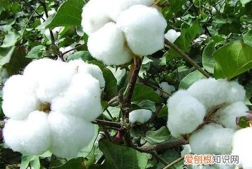 棉花是什么植物，棉花属于什么植物