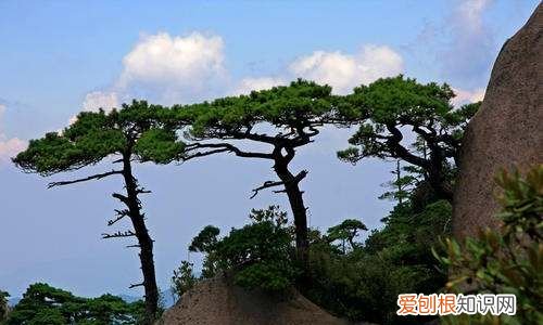 松树特点，松树的特点怎么写三年级