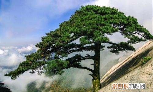松树特点，松树的特点怎么写三年级
