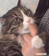 为什么咬猫耳朵会惨叫，为什么突然把猫咪抱起来会惨叫