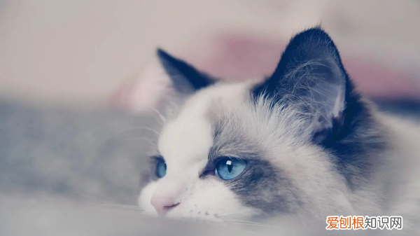 布偶猫怎么挑选，布偶猫怎么看纯不纯种