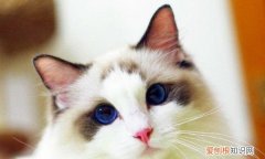 布偶猫怎么挑选，布偶猫怎么看纯不纯种