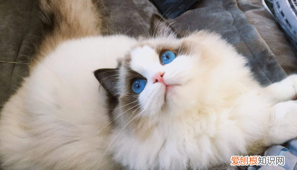 布偶猫怎么挑选，布偶猫怎么看纯不纯种