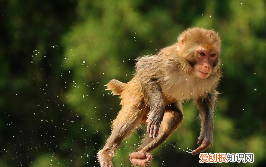 一跃而上的意思是什么