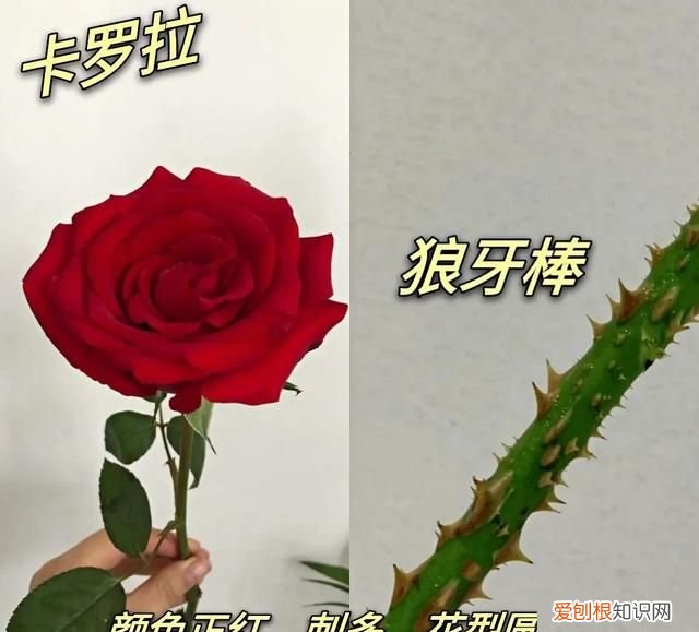 象征爱情的红玫瑰,象征爱情的玫瑰原来大多是假的