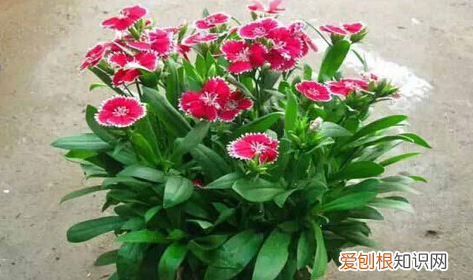 石竹种子什么时候播种,美国石竹花种子怎么播种