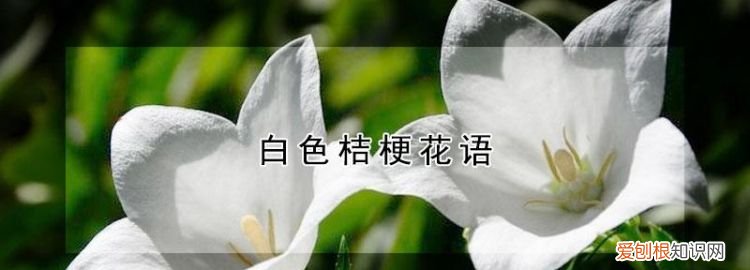 采白的寓意,路边的野花不采白不采什么意思