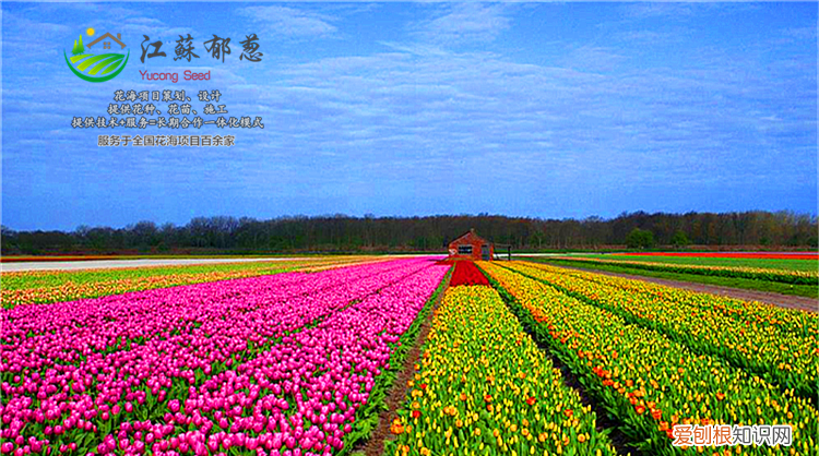 花海工程要怎么做呢