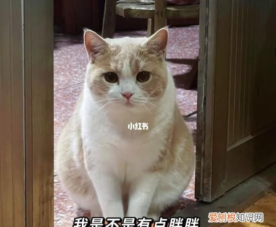 十四斤是什么概念,14斤大概跟什么一样重