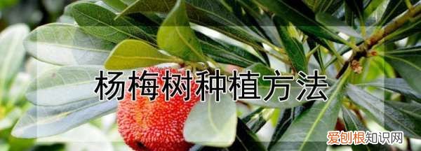 杨梅树种植方法与成活，杨梅树怎么栽需要什么土壤