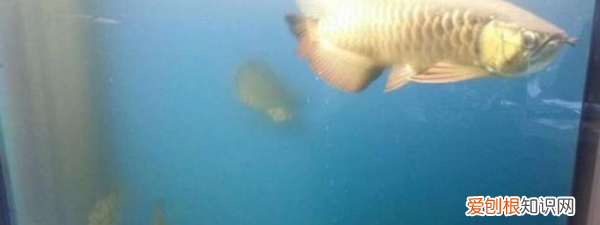 新开的鱼缸水发白怎么办，鱼缸水质发白怎么处理方法