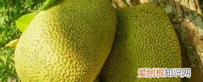 菠萝蜜的保存方法及保存时间