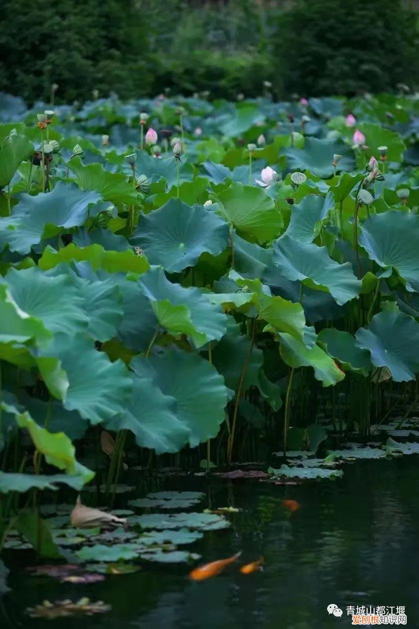 都江堰放水节