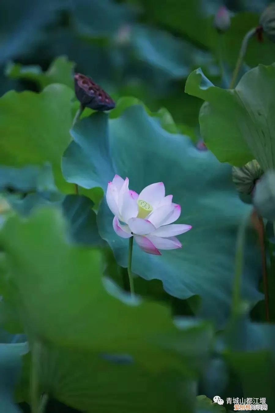 都江堰放水节