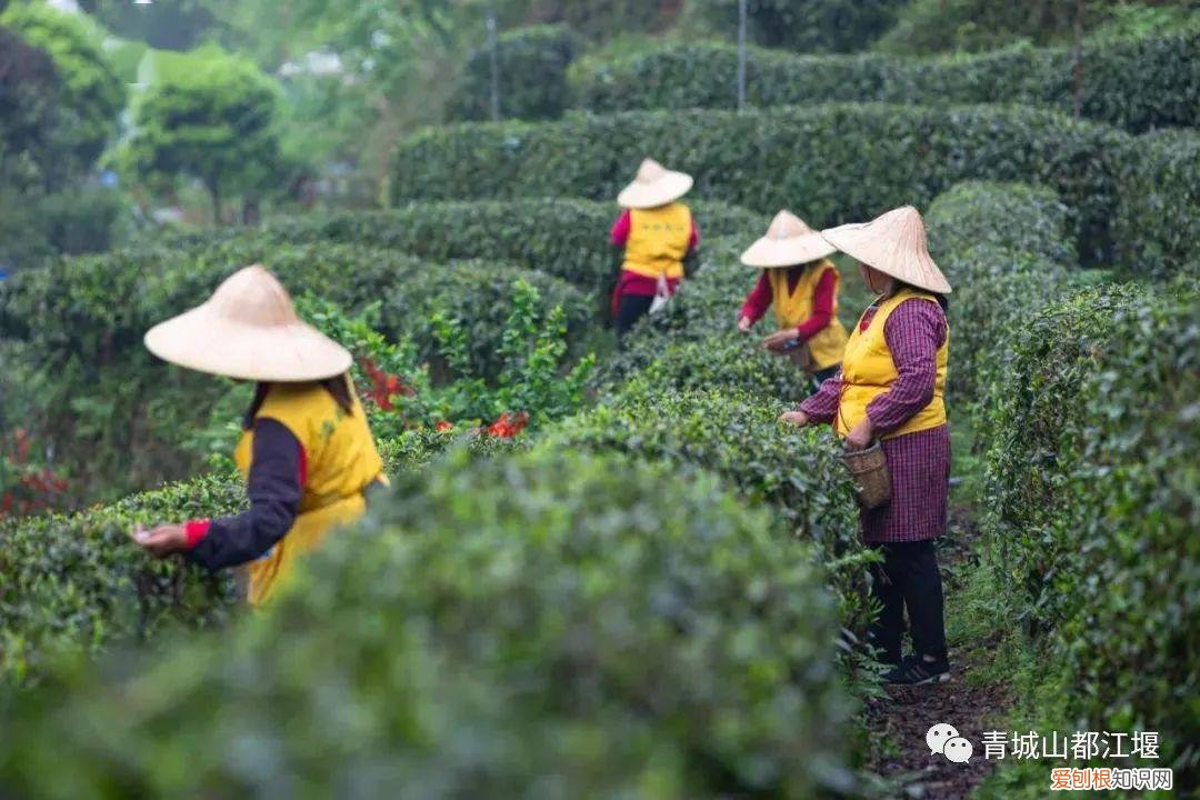 都江堰放水节