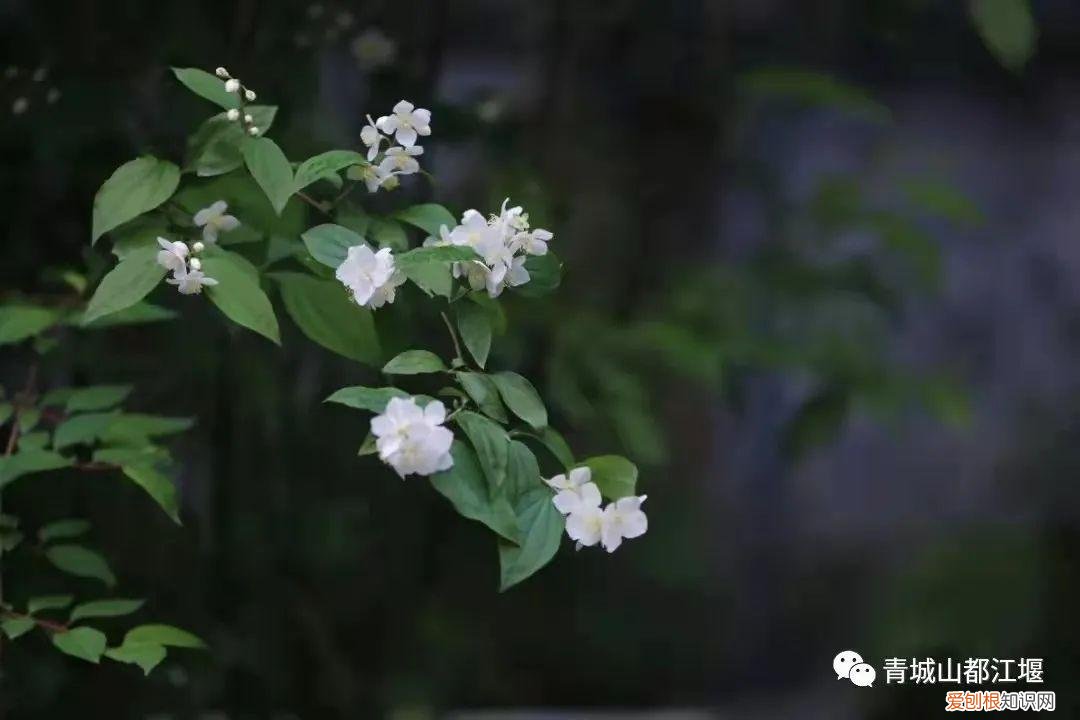 都江堰放水节