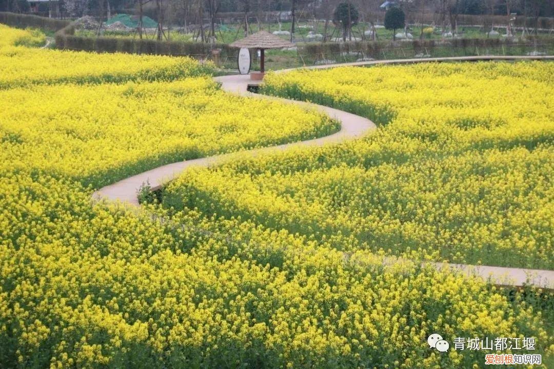 都江堰放水节