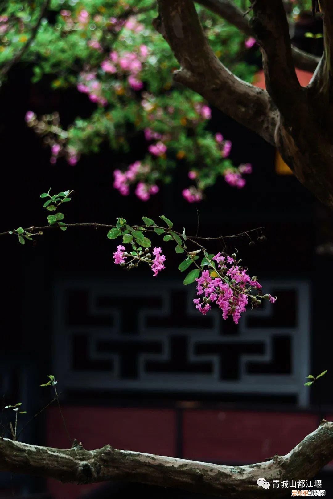 都江堰放水节