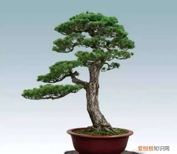 罗汉松增粗方法，罗汉松怎么能快速增粗?