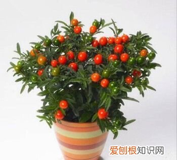 珊瑚樱能活几年,珊瑚樱能活多久