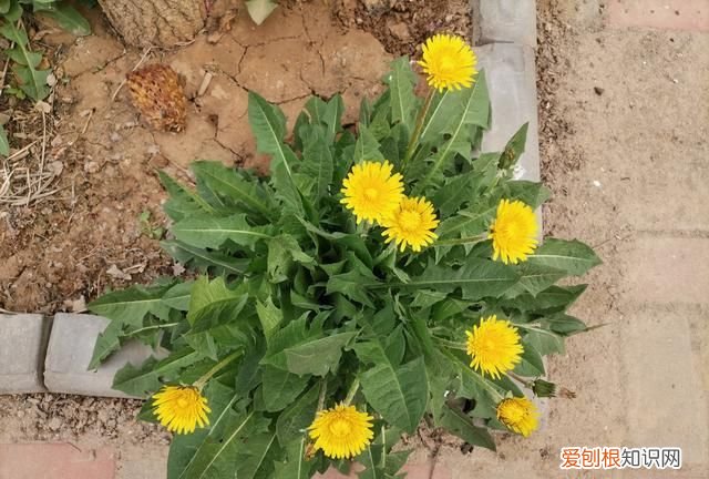 蒲公英是不是花,蒲公英为什么成了我们最喜爱的花