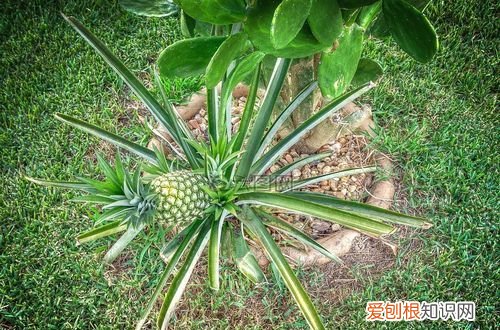 绿色的凤梨可以吃,菠萝绿色的时候可以吃吗