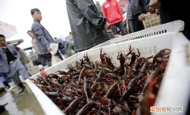 龙虾死掉了多久不能吃,可以生吃的龙虾肉有哪些