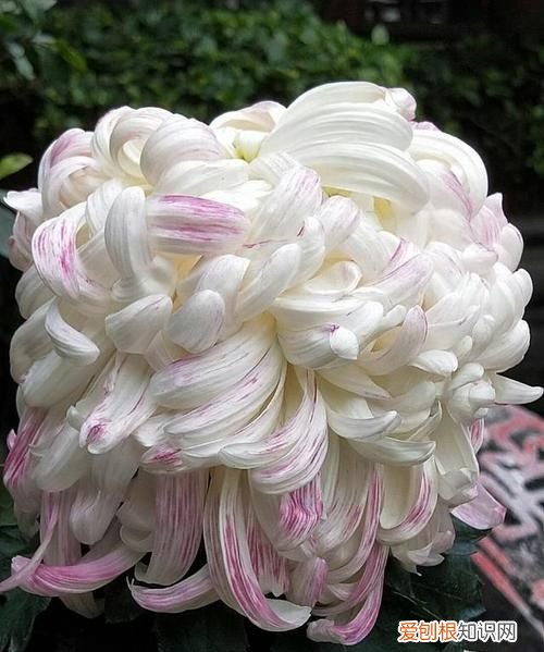 菊花的香味怎么形容，阳光玫瑰的香味怎么形容