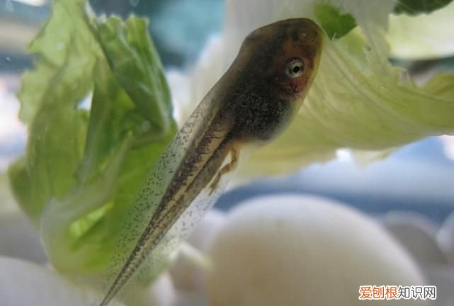 蝌蚪是吃什么的,蝌蚪喜欢吃什么蔬菜