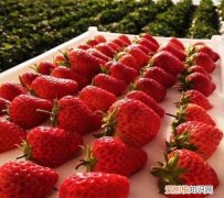 草莓特点，草莓丹东202草莓品种特点