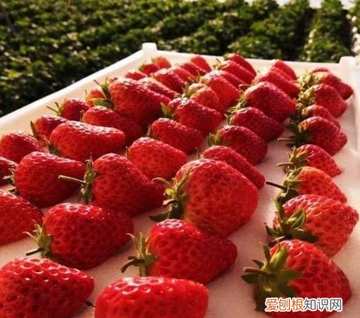 草莓特点，草莓丹东202草莓品种特点