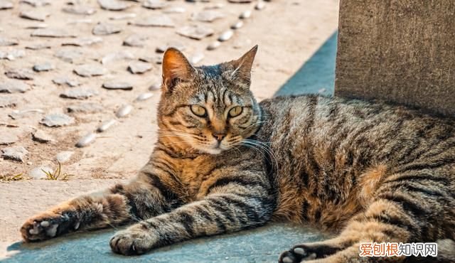 各类猫品种性格分析