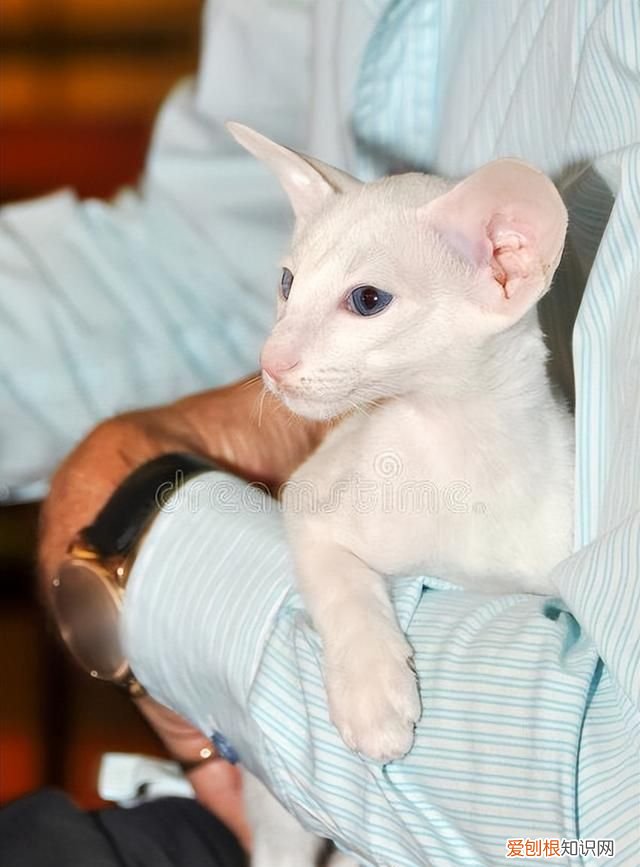 各类猫品种性格分析