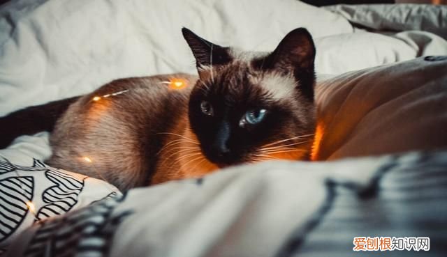 各类猫品种性格分析