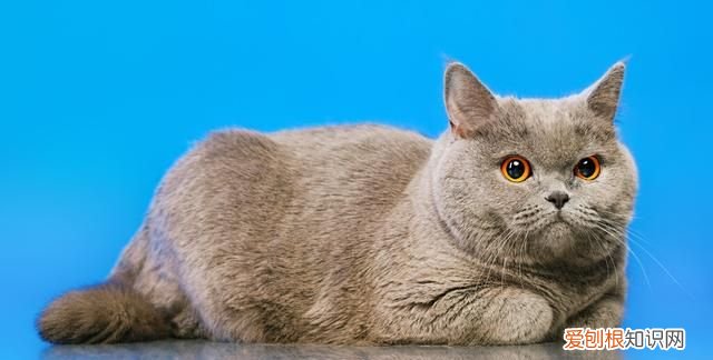 各类猫品种性格分析