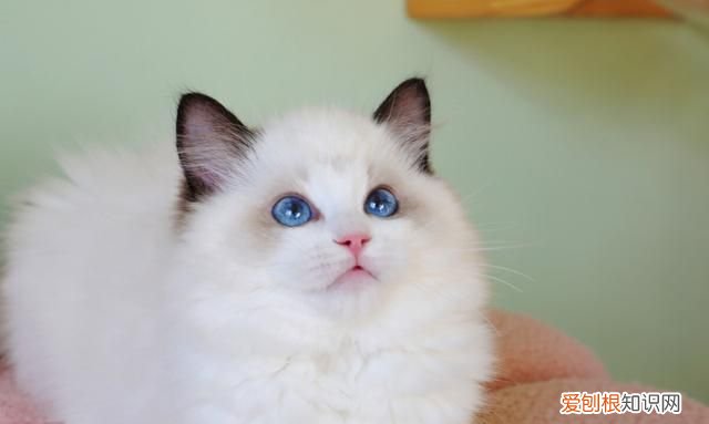 各类猫品种性格分析