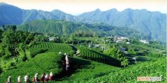 铁观音发源地是哪个省，安溪铁观音西坪发源地