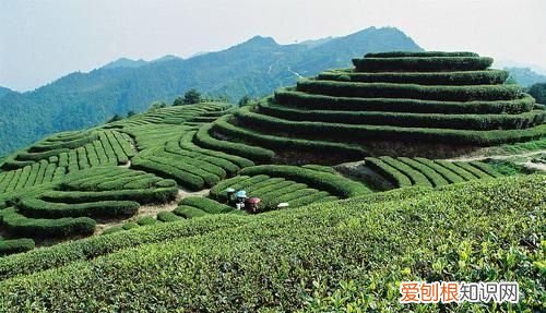 铁观音发源地是哪个省，安溪铁观音西坪发源地