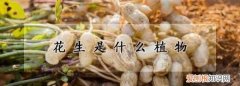 花生是变态茎，你知道哪些变态茎类型的植物