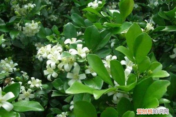 9里香花怎么养，九里香的养殖方法和注意事项有哪些