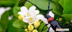 9里香花怎么养，九里香的养殖方法和注意事项有哪些