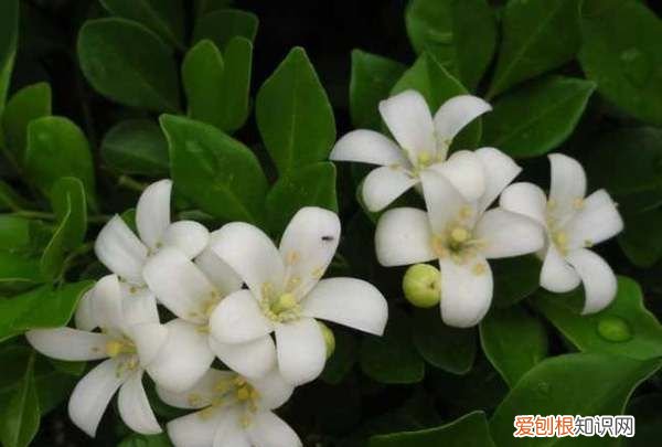 9里香花怎么养，九里香的养殖方法和注意事项有哪些
