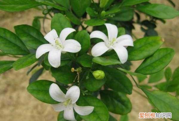 9里香花怎么养，九里香的养殖方法和注意事项有哪些