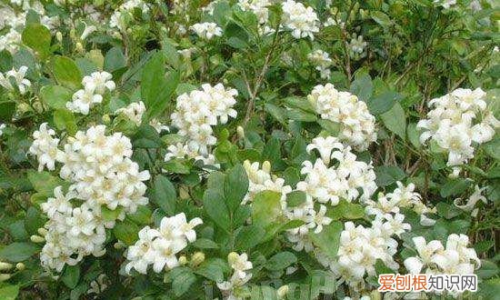 9里香花怎么养，九里香的养殖方法和注意事项有哪些