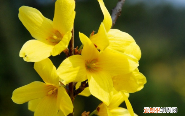 春天什么树开花,春天最早开花的是什么树
