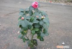 茶花记录卡怎么写，山茶花记录卡怎么写