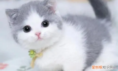 矮脚猫为什么不能养，为什么矮脚猫死亡率高