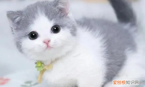 矮脚猫为什么不能养，为什么矮脚猫死亡率高
