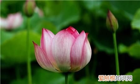 迎荷的寓意，荷花的寓意